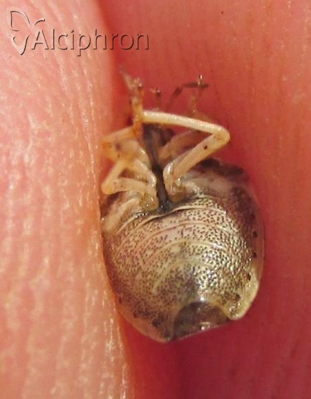 Neottiglossa leporina
