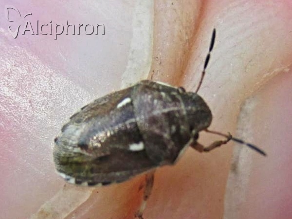 Neottiglossa lineolata
