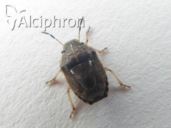Neottiglossa lineolata