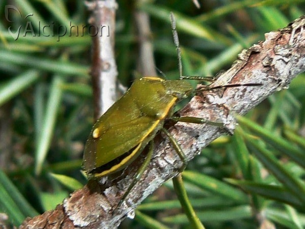 Chlorochroa juniperina