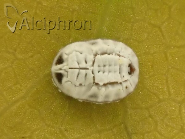 Aleurochiton aceris