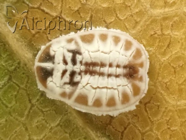Aleurochiton aceris