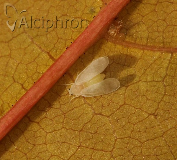 Aleurochiton pseudoplatani