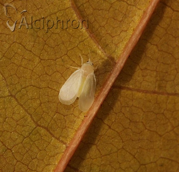 Aleurochiton pseudoplatani