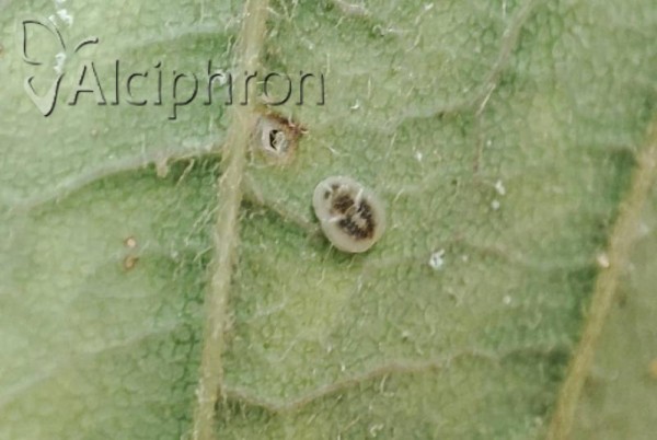 Aleurochiton pseudoplatani
