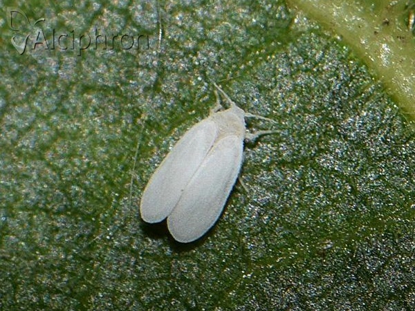 Aleyrodes proletella