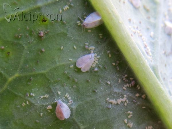 Aleyrodes proletella