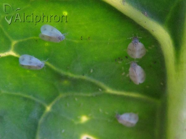 Aleyrodes proletella