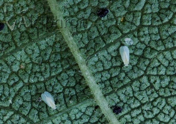 Aleuroclava aucubae