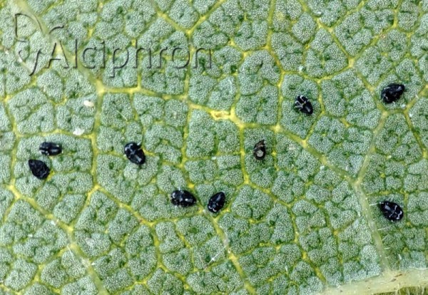 Aleuroclava aucubae