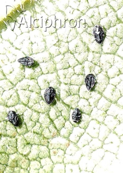 Aleuroclava aucubae