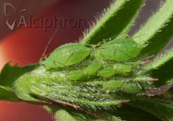 Acyrthosiphon pisum