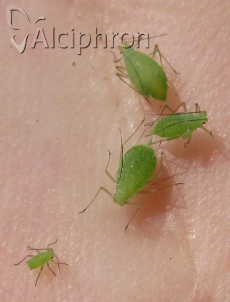 Acyrthosiphon pisum