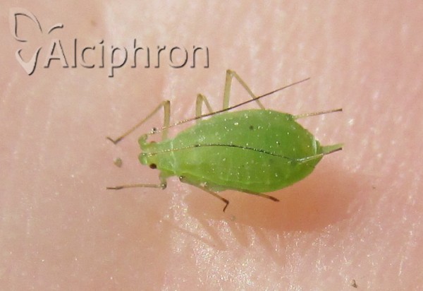 Acyrthosiphon pisum