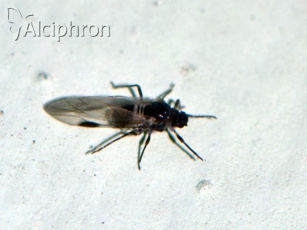 Anoecia corni