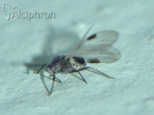 Anoecia corni