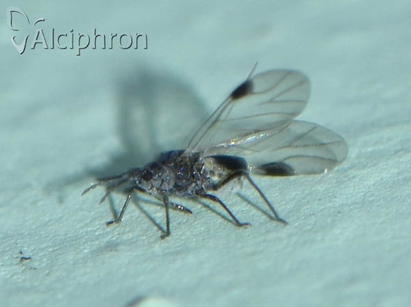 Anoecia corni