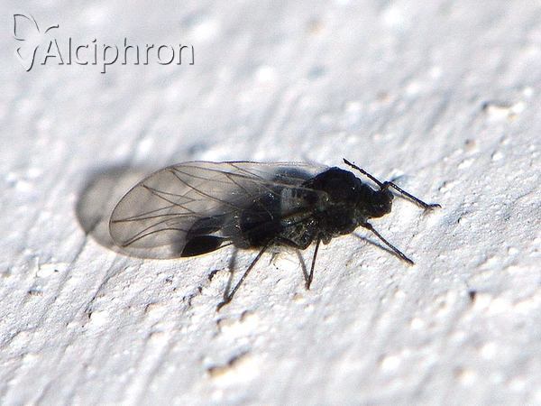 Anoecia corni