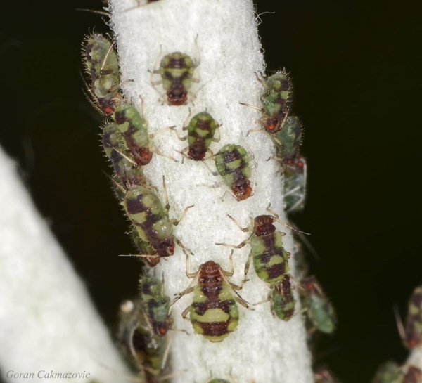 Chaitophorus populeti