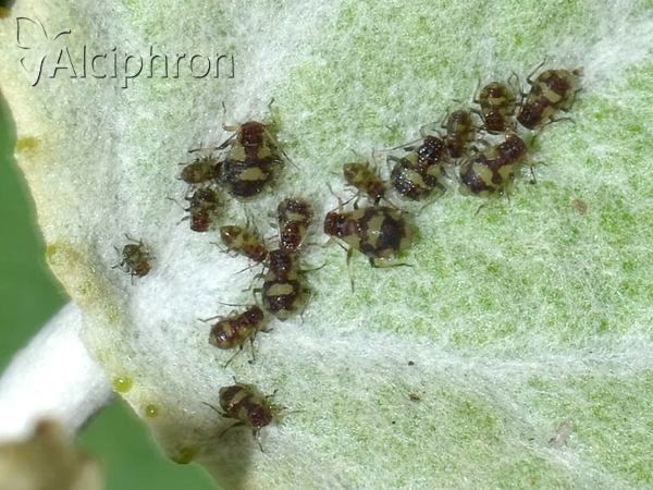 Chaitophorus populeti