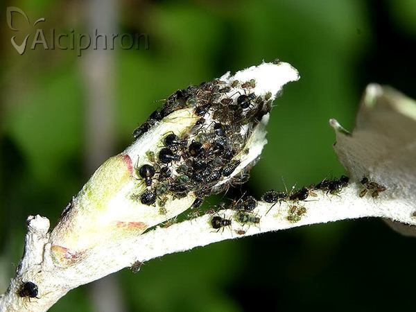 Chaitophorus populeti