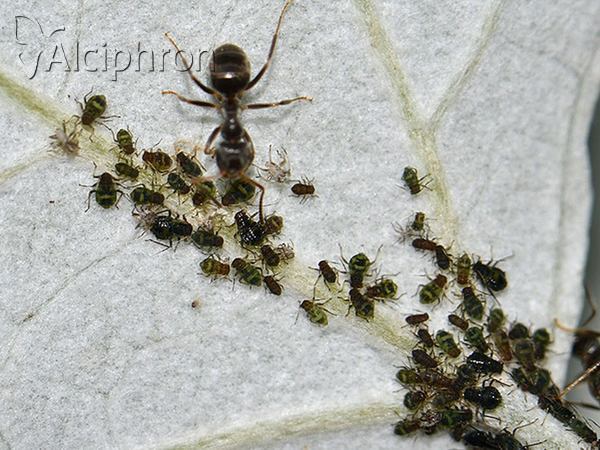 Chaitophorus populeti