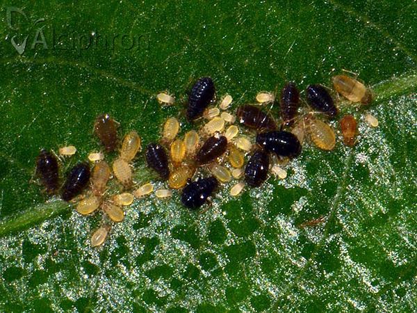 Chaitophorus salijaponicus