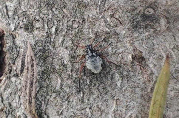 Cinara curvipes