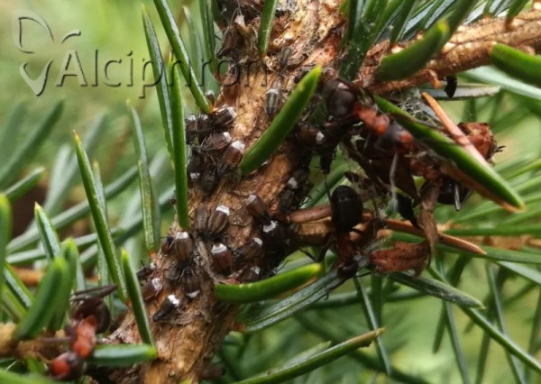 Cinara piceicola