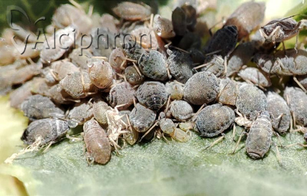 Dysaphis foeniculus