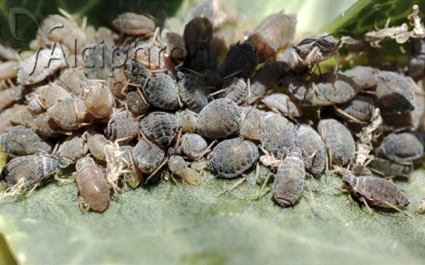 Dysaphis foeniculus