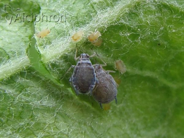 Dysaphis plantaginea