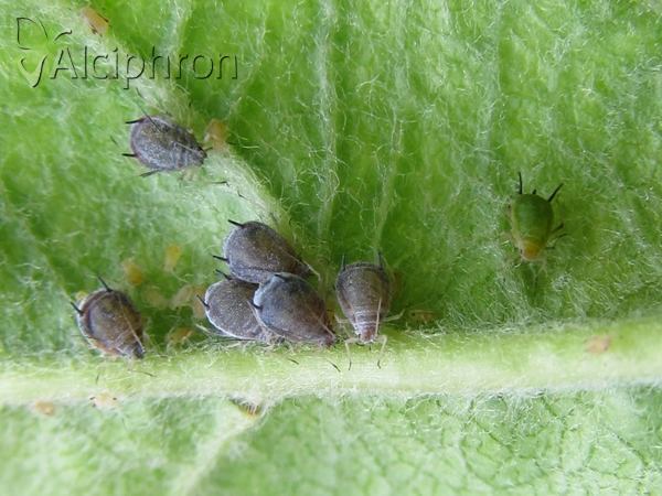 Dysaphis plantaginea
