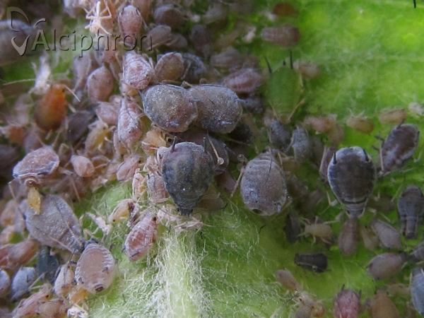 Dysaphis plantaginea