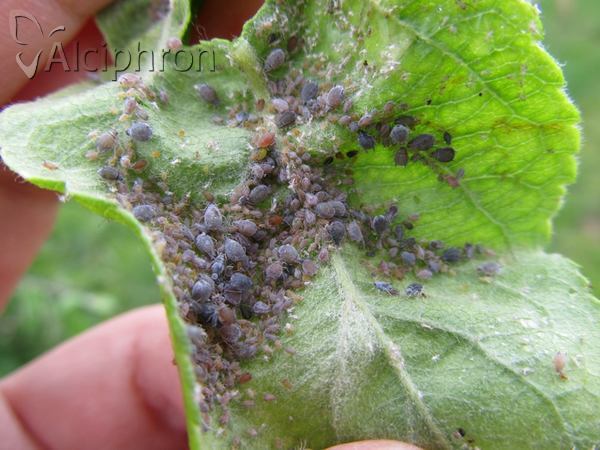 Dysaphis plantaginea