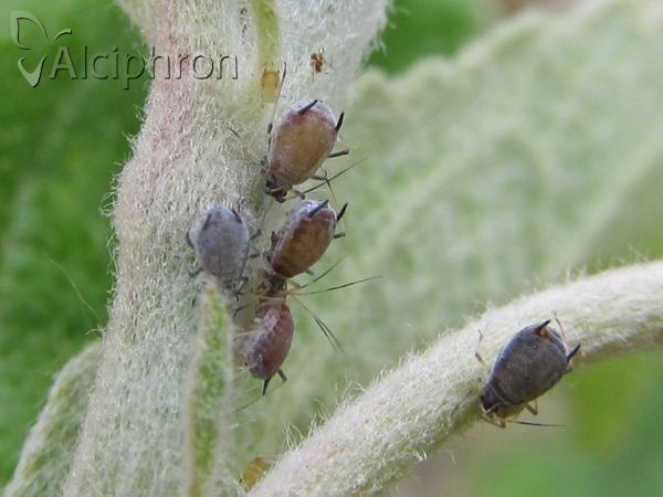 Dysaphis plantaginea