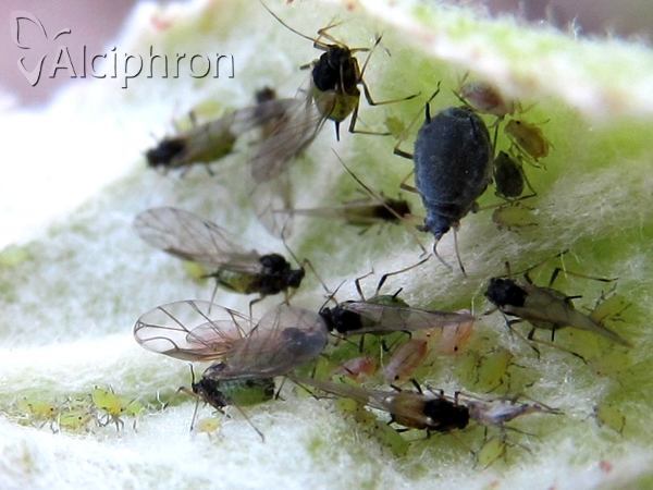 Dysaphis plantaginea