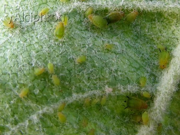Dysaphis plantaginea