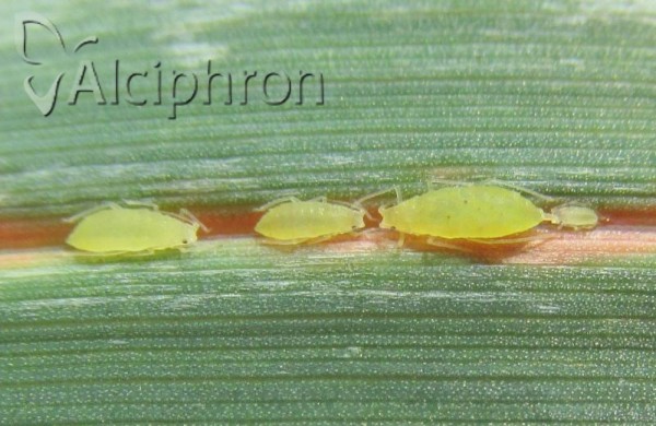 Hyalopteroides humilis