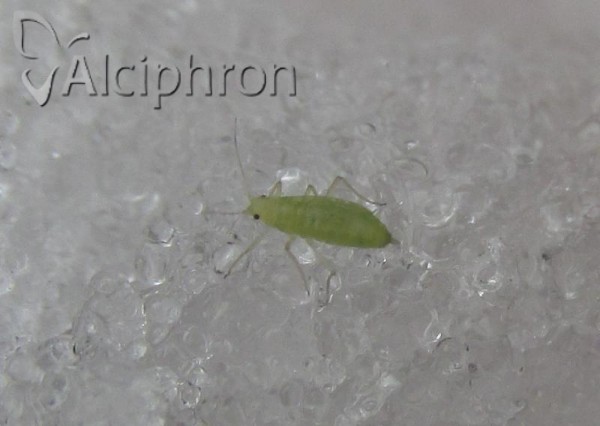 Hyalopteroides humilis