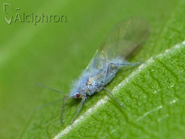 Hyalopterus pruni