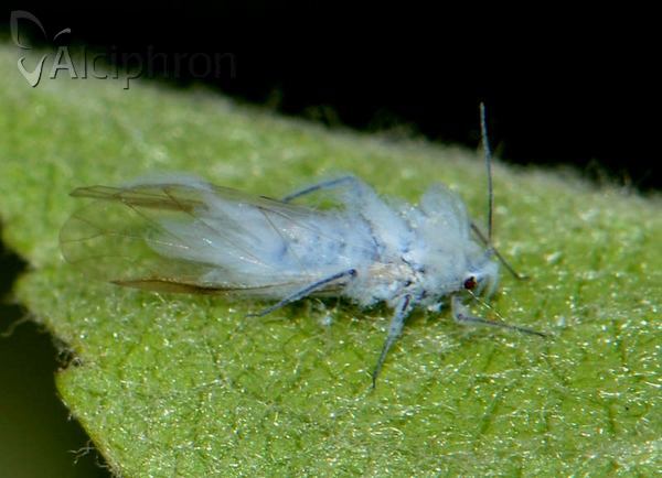 Hyalopterus pruni