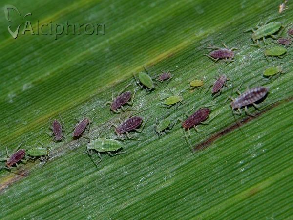 Hyalopterus pruni