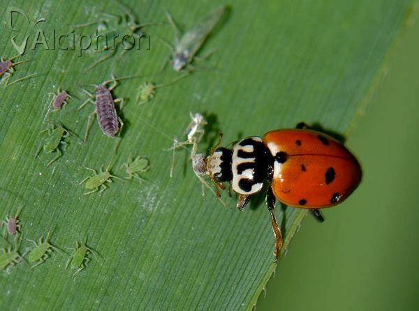 Hyalopterus pruni