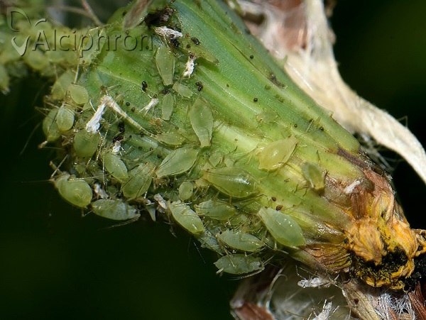 Hyperomyzus lactucae