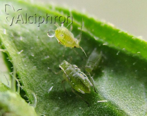 Hyperomyzus picridis