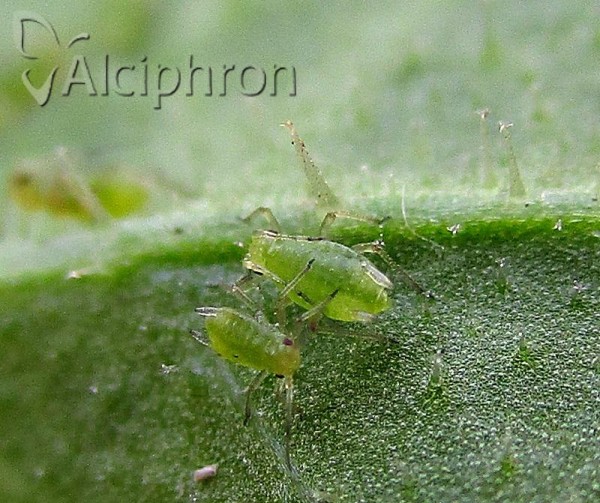 Hyperomyzus picridis