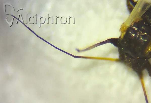 Iziphya bufo