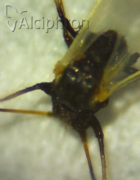 Iziphya bufo
