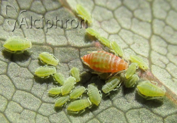 Liosomaphis berberidis
